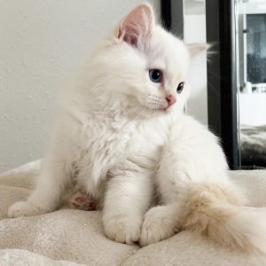 Darrin - Female