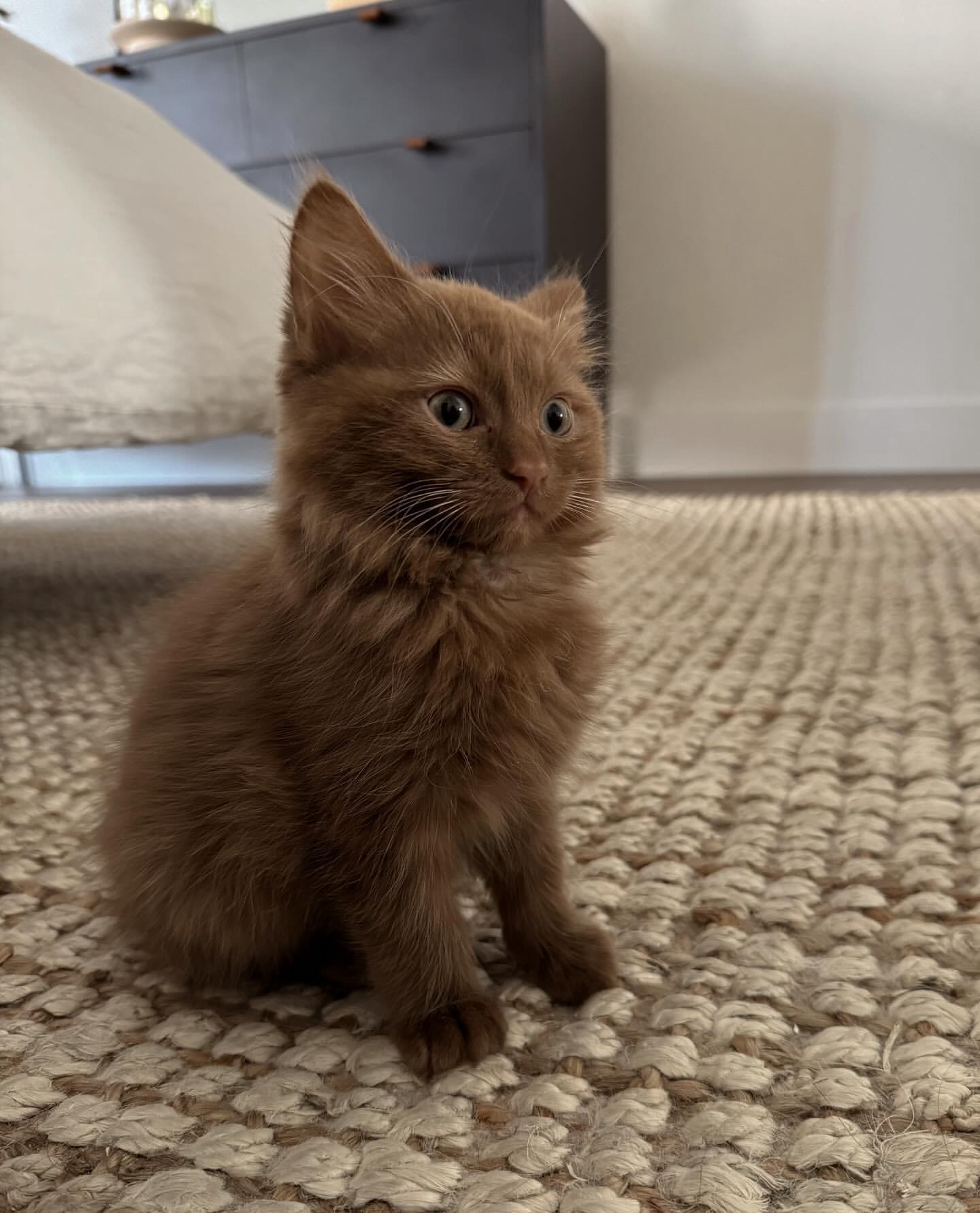 Henry - Male - Image 3