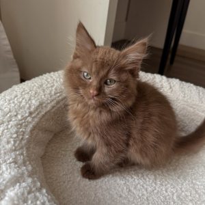Henry - Male