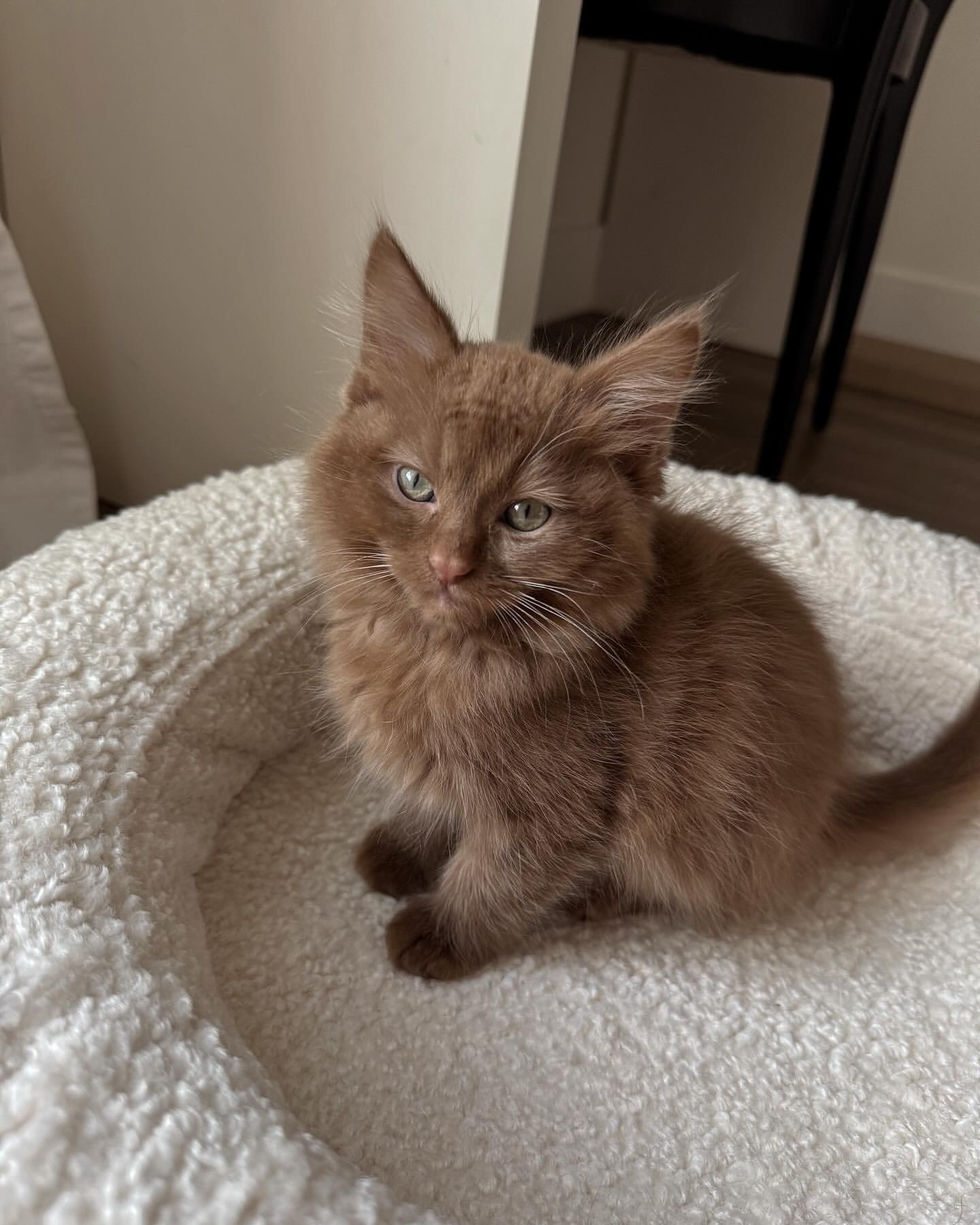 Henry - Male