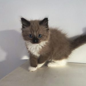 Mellow - Female
