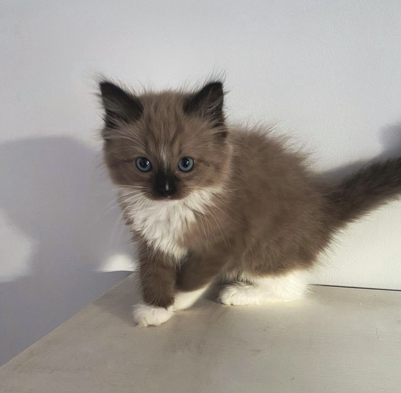 Mellow - Female