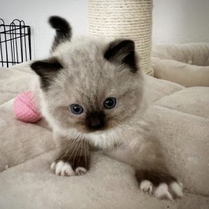 Tizzy - Male